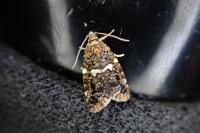 Olindia schumacherana