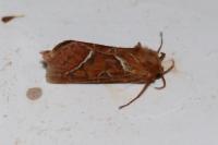 Triodia sylvina