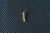Plutella xylostella