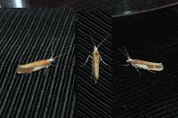 Ypsolopha parenthesella