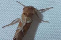 Triodia sylvina
