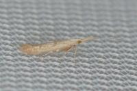 Coleophora salicorniae
