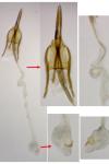 Coleophora salicorniae