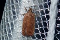 Agonopterix scopariella