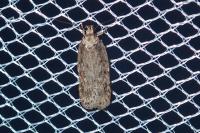 Depressaria