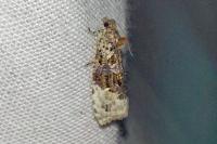 Apotomis betuletana