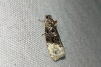 Apotomis betuletana