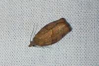 Pandemis heparana