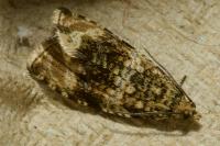 Celypha lacunana
