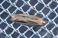 Mirificarma mulinella