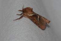 Triodia sylvina