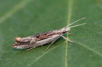 Ypsolopha scabrella