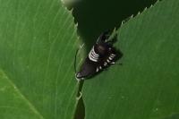 Grapholita compositella
