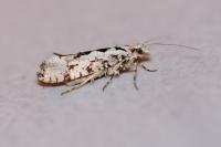 Ypsolopha sequella