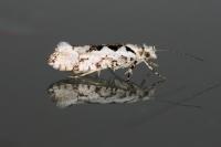 Ypsolopha sequella
