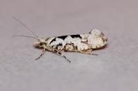 Ypsolopha sequella