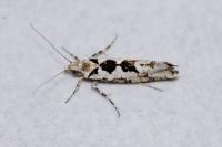 Ypsolopha sequella