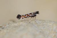Parectopa ononidis
