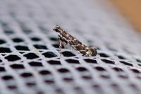 Parectopa ononidis