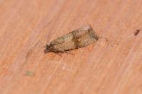 Celypha striana