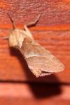 Triodia sylvina