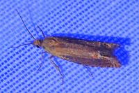 Lathronympha strigana