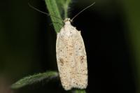 Agonopterix