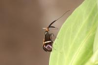 Adela australis
