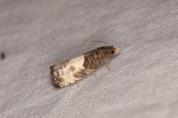 Notocelia cynosbatella