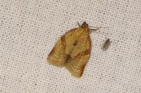 Clepsis consimilana