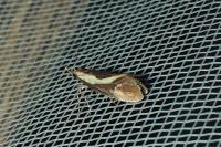 Harpella forficella