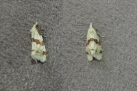 Aethes cnicana