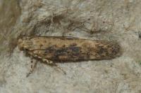 Scrobipalpa ocellatella