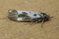 Ethmia quadrillella