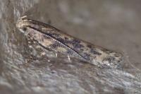 Scrobipalpa