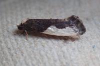 Monopis monachella