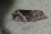 Epinotia