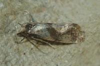 Cochylidia