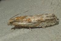 Eucosma gr. cana