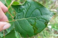 Phyllocnistis unipunctella