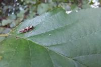 Epinotia immundana
