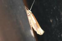 Ypsolopha parenthesella