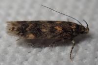 Bryotropha