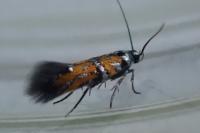 Chrysoesthia drurella