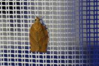 Pandemis heparana