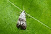 Cochylis posterana