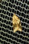 Acleris rhombana