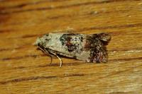 Neocochylis hybridella