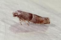 Cedestis subfasciella