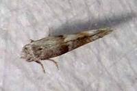 Cedestis subfasciella